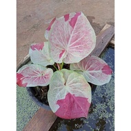 Keladi Bua Sawan / Caladium Bua Sawan