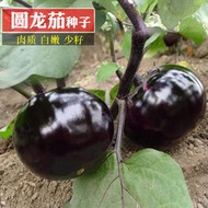 圓茄種苗日本圓龍茄種子 種籽黑又亮茄子耐高溫早熟基地黑又亮茄子種子 種籽fpny