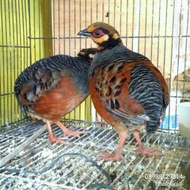 Puyuh Gonggong Sepasang Burung Hias