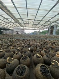 精選小青柑＋正山小種紅茶