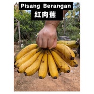 ‼️READY STOCK‼️Buy 2kg 🆓 300g Pisang Berangan🍌(Banana)Organic Fruit