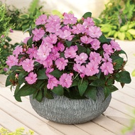 Busy Lizzie Impreza H Violet Flower 15 Seeds Easy Grow Balcony Friendly