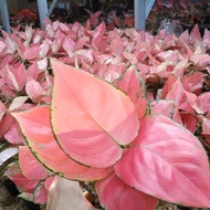 aglonema pink catrina dewasa tanaman