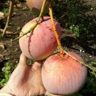 Australian mango tree, beautiful tree, with branches