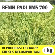 BIBIT PADI UNGGUL HMS 700 BERKUALITAS HARGA PER 1KG