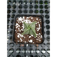 Augustfame - Astrophytum Myriostigma Nudum 4 Rib 四角鸾凤玉 cactus 仙人球 succulent