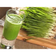 Chang Shou Lv Zhi Wheatgrass powder