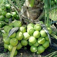 bibit kelapa kopyor kultur jaringan BERKUALITAS