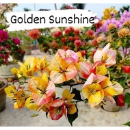 SALE!!! RARE ROOTED BOUGAINVILLEA