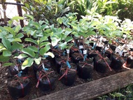 Cây giống Na (Thái) [ Mãng cầu na siêu sớm ] [ GHN Express ]