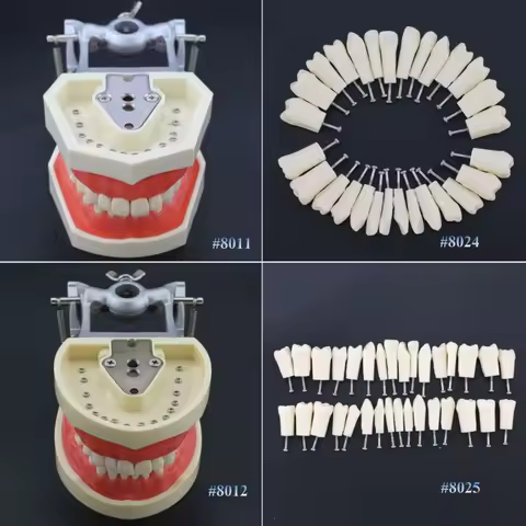 Dental Practice Typodont Teeth Model Removable Teeth 28 /32pcs Kilgore Nissin 200/500 Type