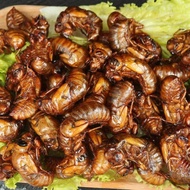 Fresh Cicada Cicada Tang Zeng Meat Knowledge Monkey Golden Cicada Sandong Specialty Cicada Cicada In