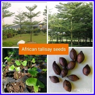 ◱ ♒ African talisay seeds(10 pcs)buy 2 get 1 free HD1R