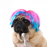 Wig Hewan Anjing Kucing - Pet Wigs Cosplay Hewan Anjing Kucing - Rambut Palsu Hewan Kucing Anjing