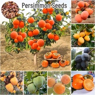 ปลูกง่าย เมล็ดสด100% เมล็ดพันธุ์ ลูกพลับ บรรจุ 30เมล็ด Mixed Sweet Persimmon Seed Fruit Seeds for Planting บอนสี เมล็ดผลไม้ ต้นไม้ผลกินได้ เมล็ดพันธุ์ผัก พันธุ์ไม้ผล บอนไซ ต้นบอนสี เมล็ดบอนสี ต้นผลไม้ ต้นไม้แคระ ผลไม้อร่อย เมล็ดดอกไม้ ต้นไม้ประดับ Plants