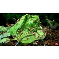 best shrimp food dried mulbery leaf organic food for shrimp