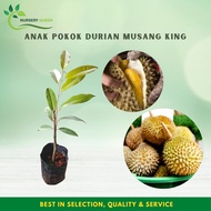Anak Pokok Durian Musang King [Max of 4 trees each parcel] Pokok Hidup [Ready Stock] Small &amp; Medium Size
