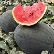 2gram Biji Benih Tembikai Merah Kulit Hitam / Round Black Watermelon Seeds 黑皮西瓜种子