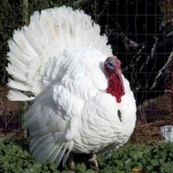 Ayam Kalkun Putih / Kalkun White Holland / Kalkun Putih / Turkey