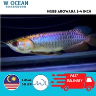 LIVE FISH | Malaysia Golden Blue Base Arowana MGBB 3-4inch