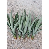 Benih nanas md2 premium 1pcs.
