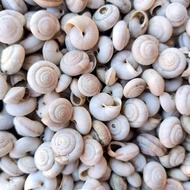 สีเทา เปลือกหอย 500g ประมาณ 3000-5000 ชิ้น LAND SNAIL ใช้สำหรับตกแต่งสวนและผนัง size:1-2cm