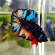 Ikan Cupang Hias Avatar Kalimaya Nemo Top Grade Premium Betta Quality