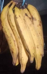 Pisang Tanduk Madu