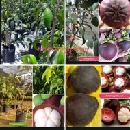 Anak Pokok Manggis Mesta Jepun Kawin 5.5 Feet Tall (Big Tree Series 2 Years Old}