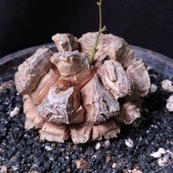 南非龜甲龍  爆裂紋  連3D打印花盆 6cm 塊根 植物 盆栽 Plant  caudex 非象牙宮【實拍。只此一盆】 👑 9年老店