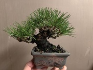 日本三河黑松