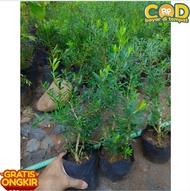 BAHAN BONSAI BOXUS RAWATAN BIBIT BOXUS HERLANDI