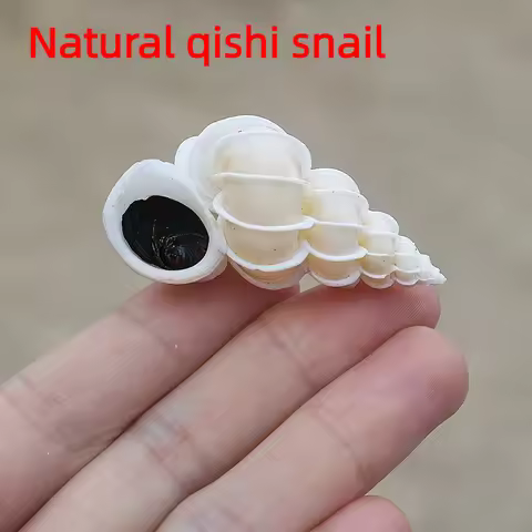 New 1Pcs Famous Snail Natural Conch Shell Collection Specimen Fish Tank Landscaping Shooting Props G