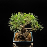 SG3578-日本三河黑松矮樁/稀有老樁🔥精品植物小盆栽禮物🔥