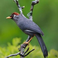 Burung Poksay Mandarin Gacor Istimewa #Gratisongkir