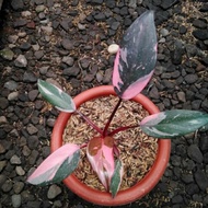 tanaman hias philodendron pink princes 4-5 daun
