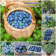 [$9.9 Free Shipping]American Giant Blueberry Seeds (30 Seeds) Fruit Tree Plant Seed Bonsai Tree Seed