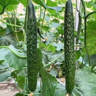 Benih Timun Jepun 15pcs/Japan Cucumber Seed/日本黄瓜种子