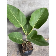 Ficus Audrey for sale