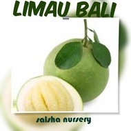 Pokok Limau Bali putih Hybrid cepat berbuah