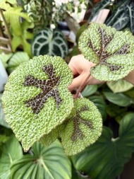 【綠植】7.1更新 鐵十字秋海棠Begonia masoniana / Iron Cross Begonia  小型盆栽