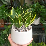 Dwarf snake plant - dwarf snake plant 20cm high with ceramic pot and plate for desk decoration