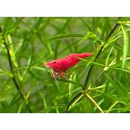 Easy Grow_Easy Grow_Guppy Grass (Najas guadalupensis) (pack)