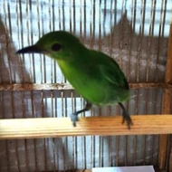 BURUNG Cucak ijo Mini Betina