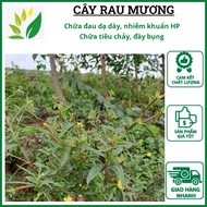 Ditch Vegetable Plant, Clean Home Dried Ditch Vegetable Plant 1Kg