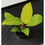🔥BELI 2 HANYA SERENDAH RM23.99🔥Anak pokok Philodendron Malay Gold (Indoor Live Plant)