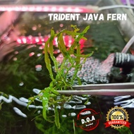 [LOCAL SELLER] Trident Java Fern (Aquascape/Aquarium/Moss/Shrimp/Fish/Vivarium/Plant)