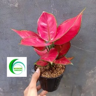 aglonema red ANJAMANI rimbun cantik