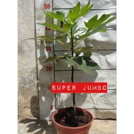 Super Jumbo Tin Fig Anak pokok