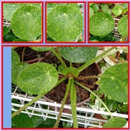 Variegated Pilea Peperomioides "  Chinese Money Plant  "